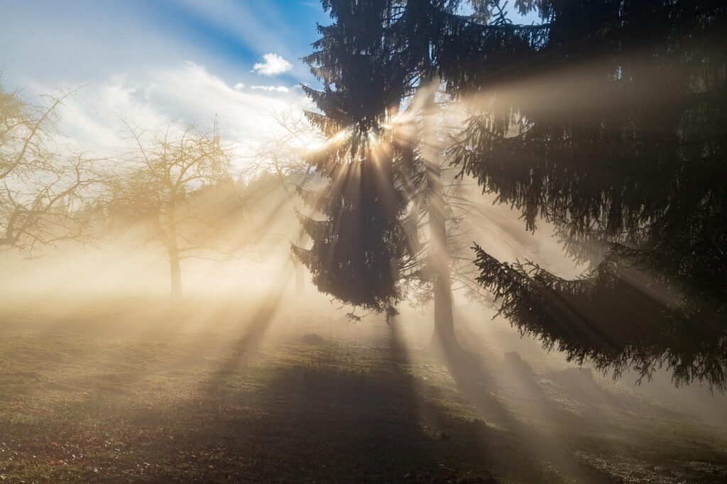 Sonnenstrahlen durchbrechen Nebel zwischen Bäumen in einer idyllischen Landschaft.